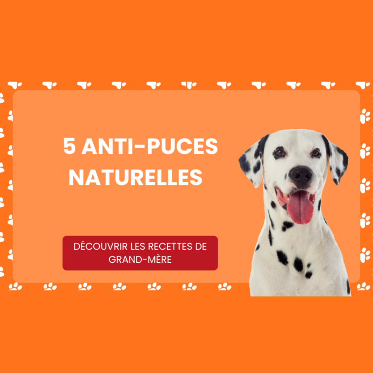 5 solutions naturelles anti tique