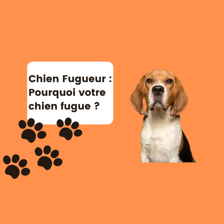 chien fugueur pourquoi votre chien est un fugueur