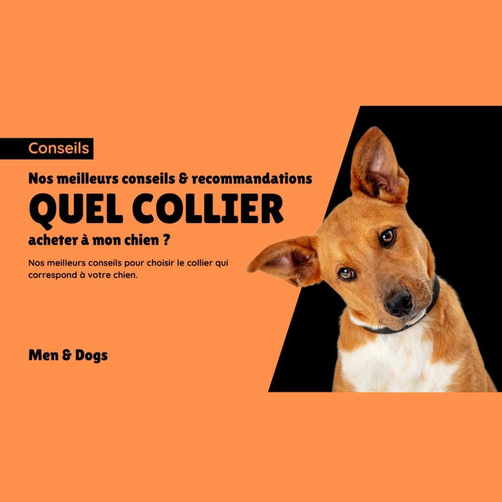 Conseils collier chien