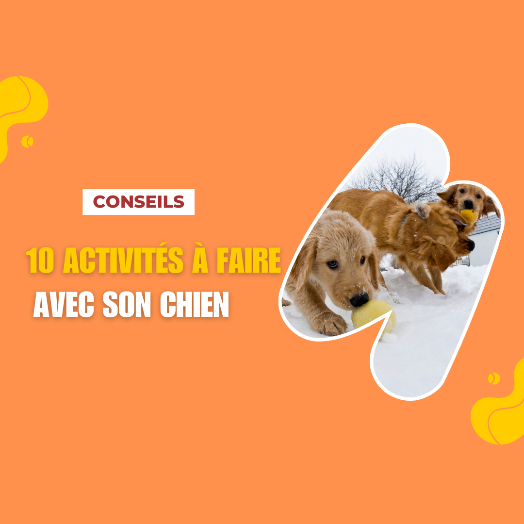 activite à faire avec chien