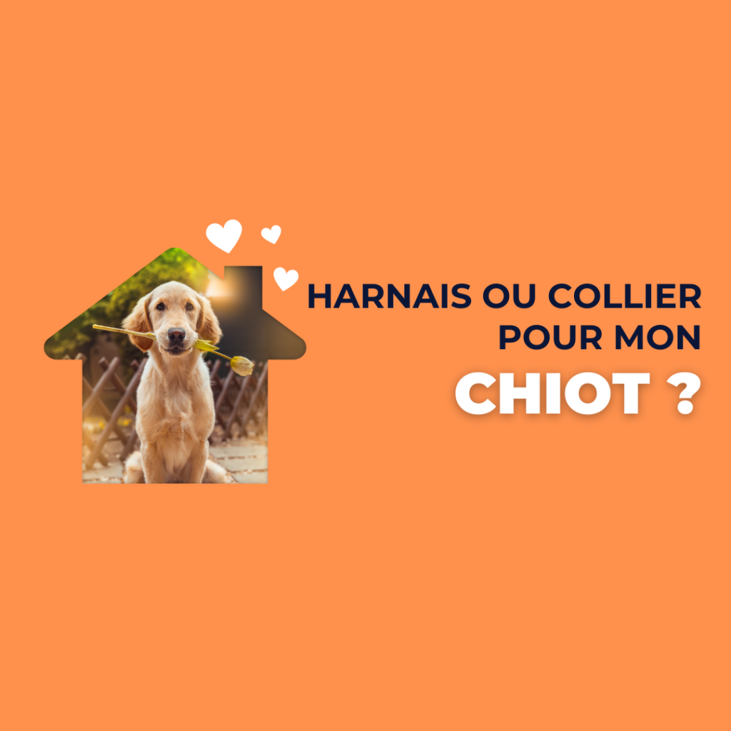 harnais ou collier pour mon chiot