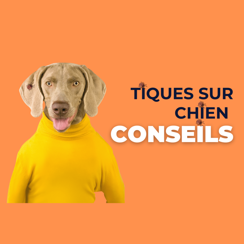 tiques sur chien