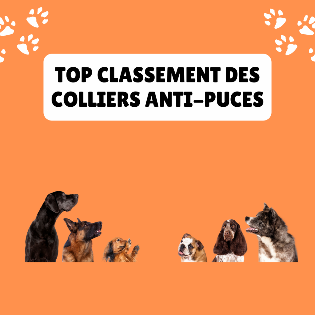 top classement des colliers anti puces