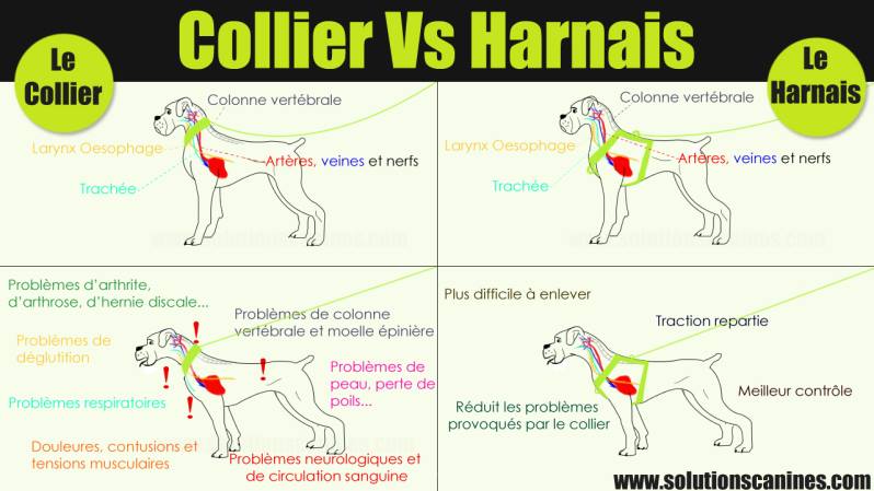 distribution pression collier harnais