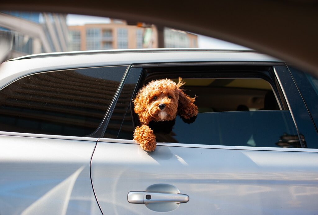 dog in car 2