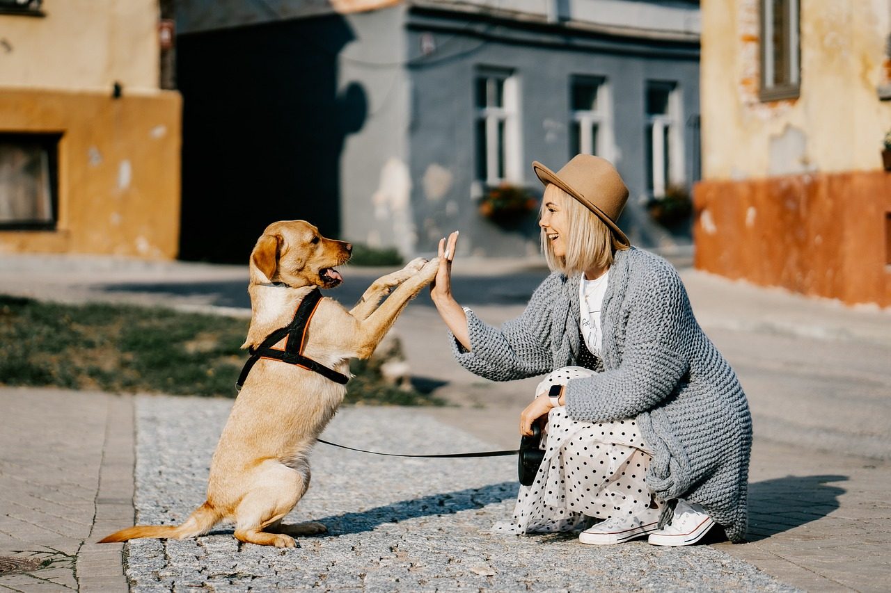 amitié chien