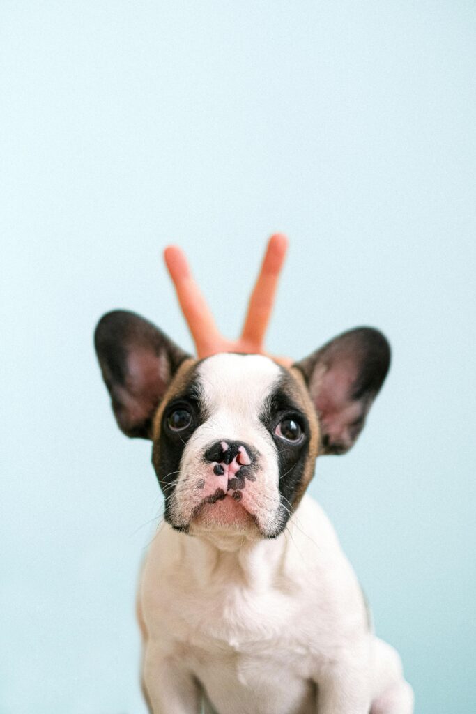 bouledogue français chiot