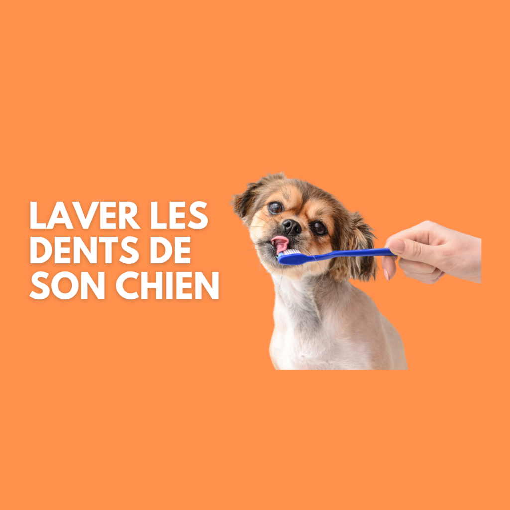 laver les dents de son chien