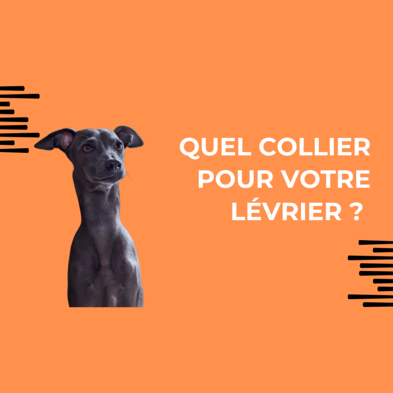 quel collier pour votre lévrier