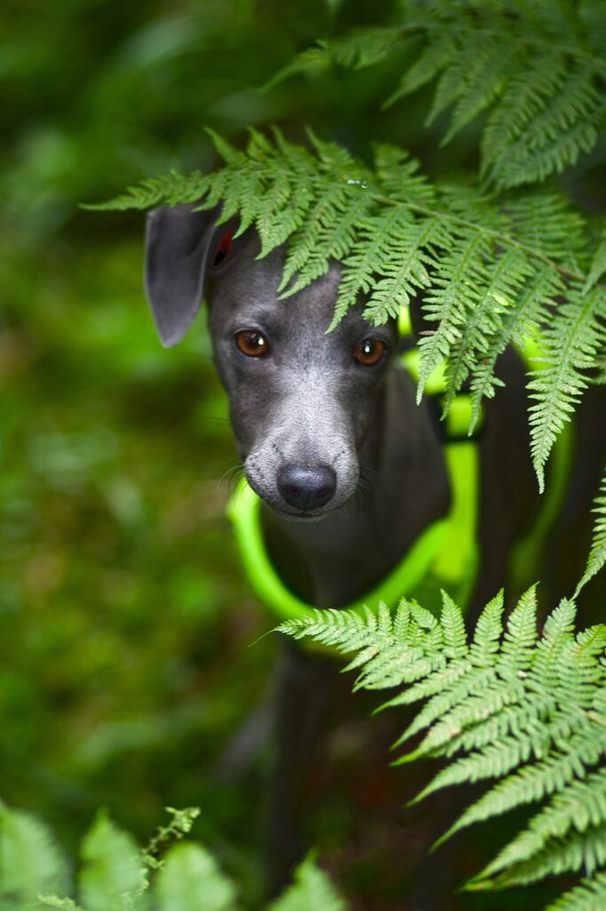 chiot lévrier