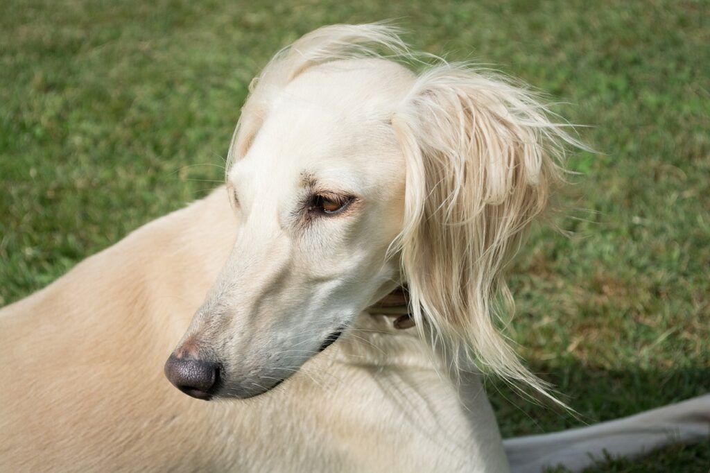 saluki levrier