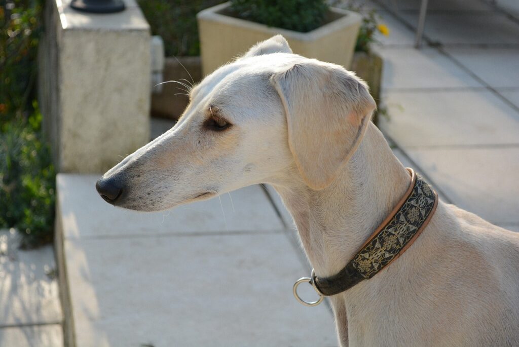 saluki levrier