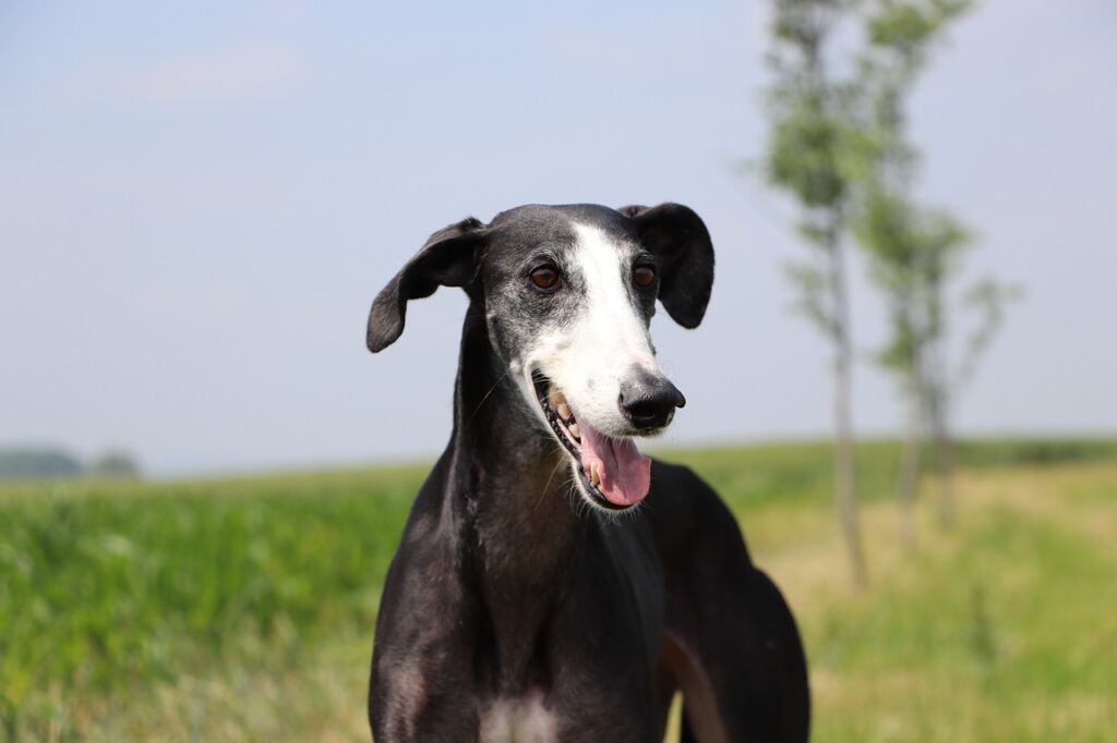 spanish galgo 