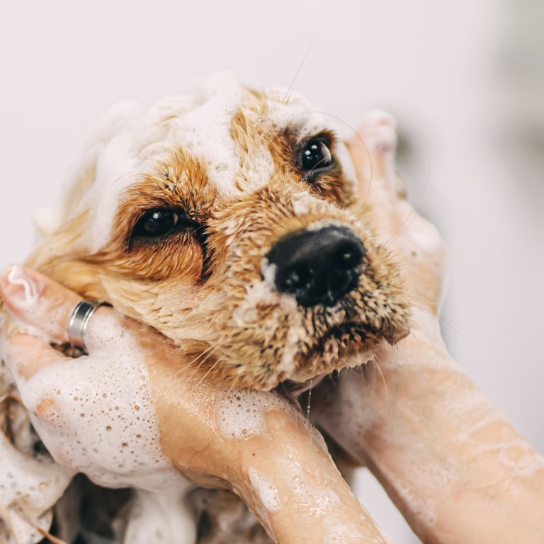 chien dans le bain