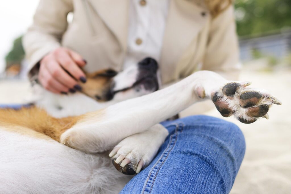 chien apaisé shiatsu