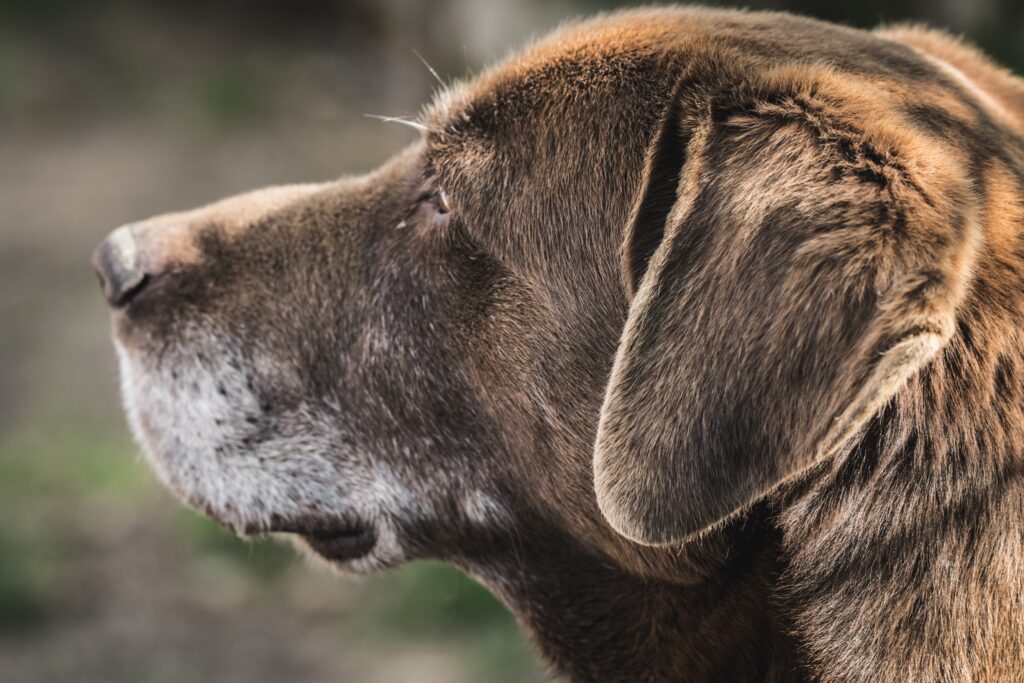 labrador max