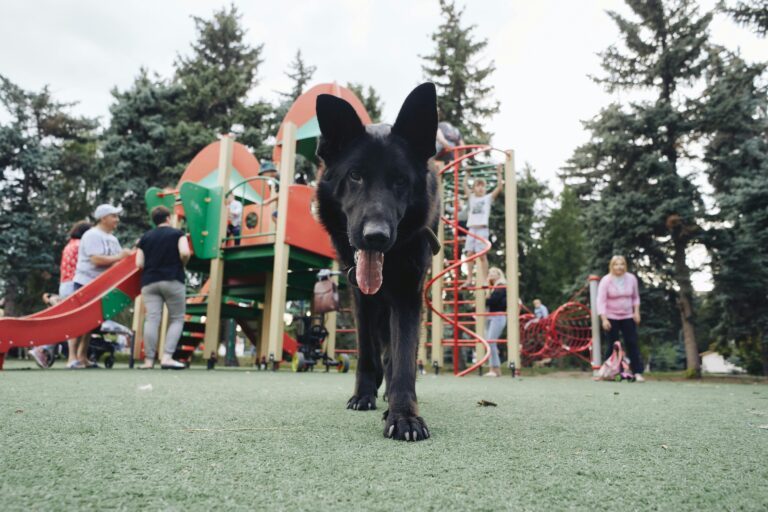 aire de jeux pour chien 3