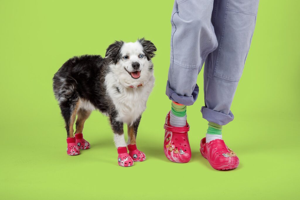 crocs pour chien